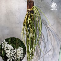 【タイ直輸入・着生ラン】Seidenfadenia mitrata ' alba ' |  セイデンファデニア ミトラタ alba｜Orchid｜着生ラン｜着生蘭