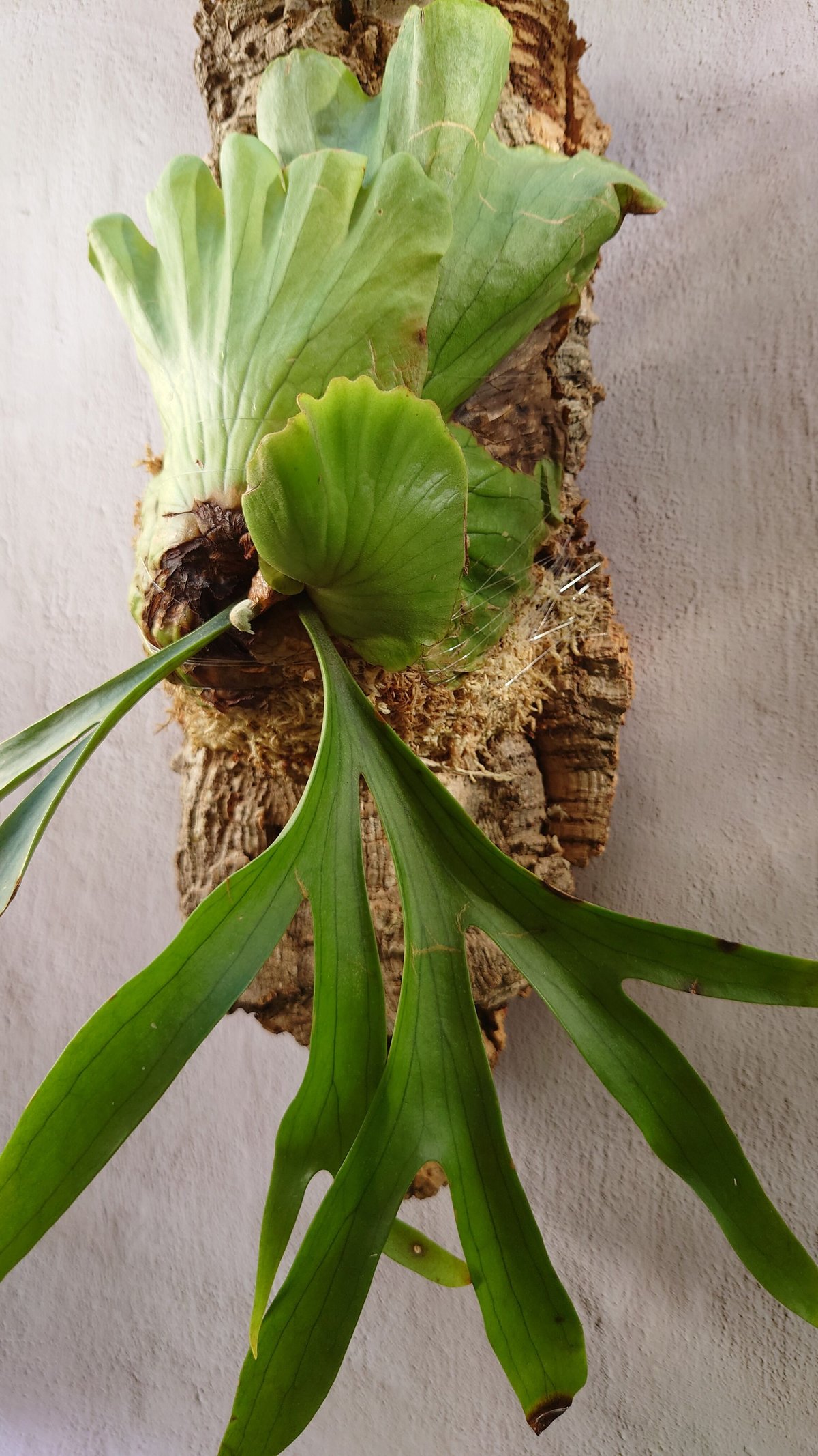 希少!ビカクシダ コロナリウム Platycerium coronarium コウモリ 希少!ビカクシダ コロナリウム Platycerium coronarium コウモリ