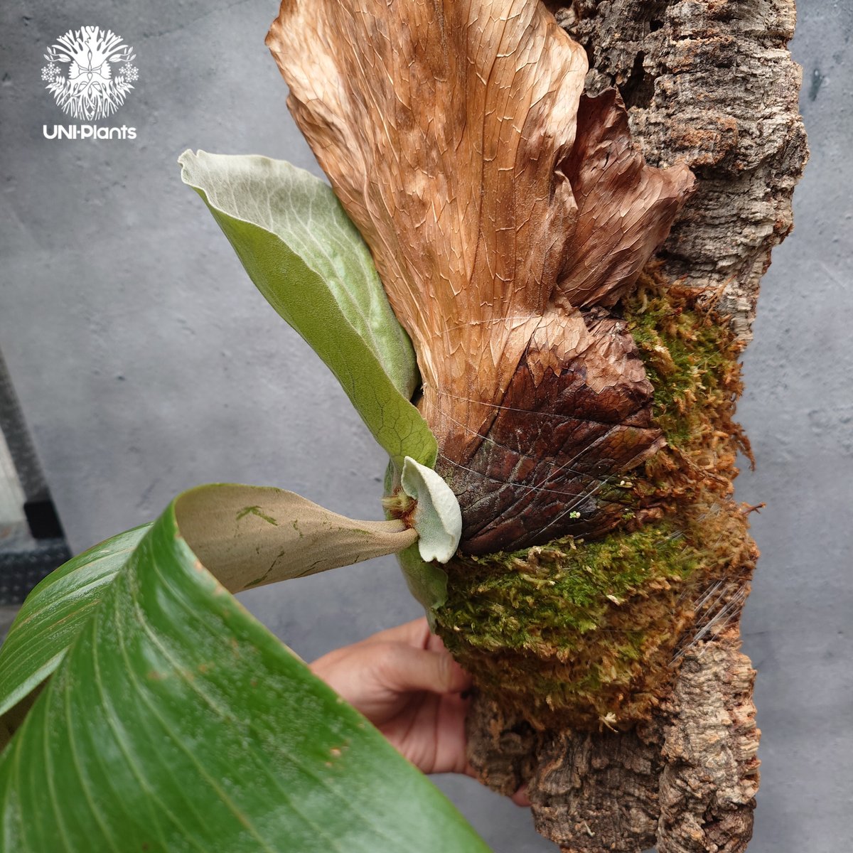 Platycerium elemaria (P.elephantotis x P.andinu