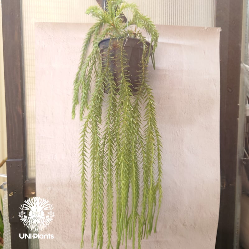 Phlegmariurus goebelii (=Huperzia goebelii) フレグ