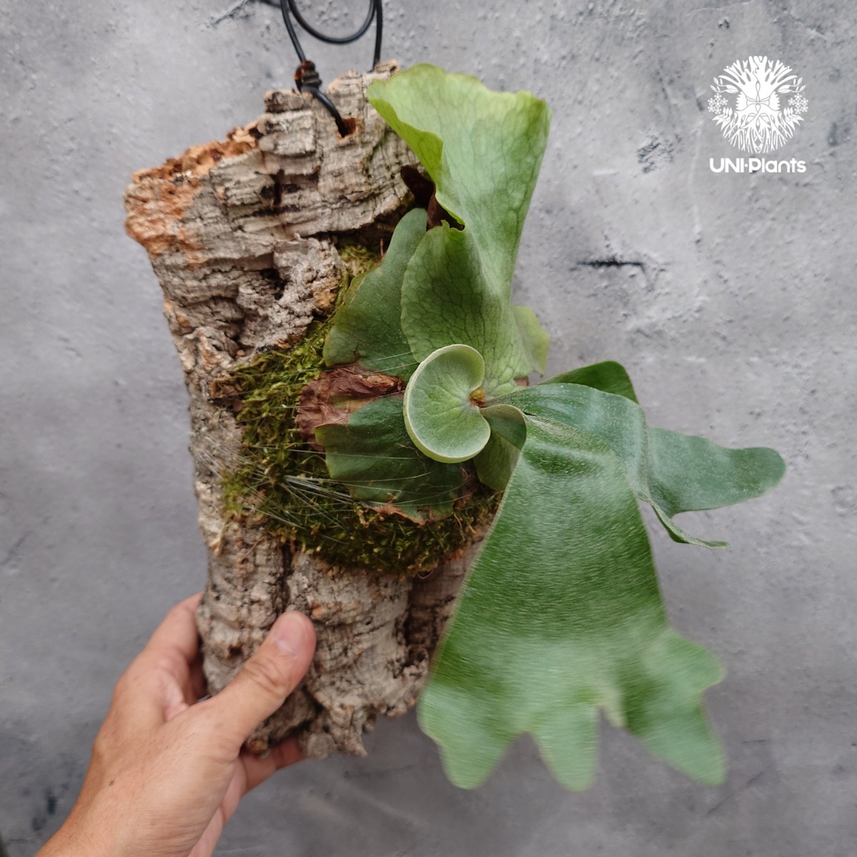 Platycerium wandae × veitchii ビカクシダ ワンダエ×ベイチー コ