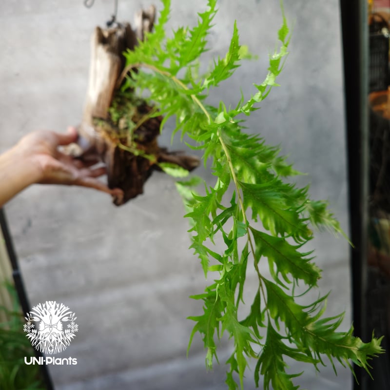 ★ ドリナリア リギデュラ ホワイティ ★ D Drynaria rigidula `whitei ドリナリア·リギデュラ'ホワイティ