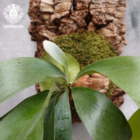 ビカクシダ ヒリー パナマ Platycerium hillii Panama ビカクシダヒリー  シダ植物 ビカクシダ原種 ビカクシダ着生コルク 着生植物