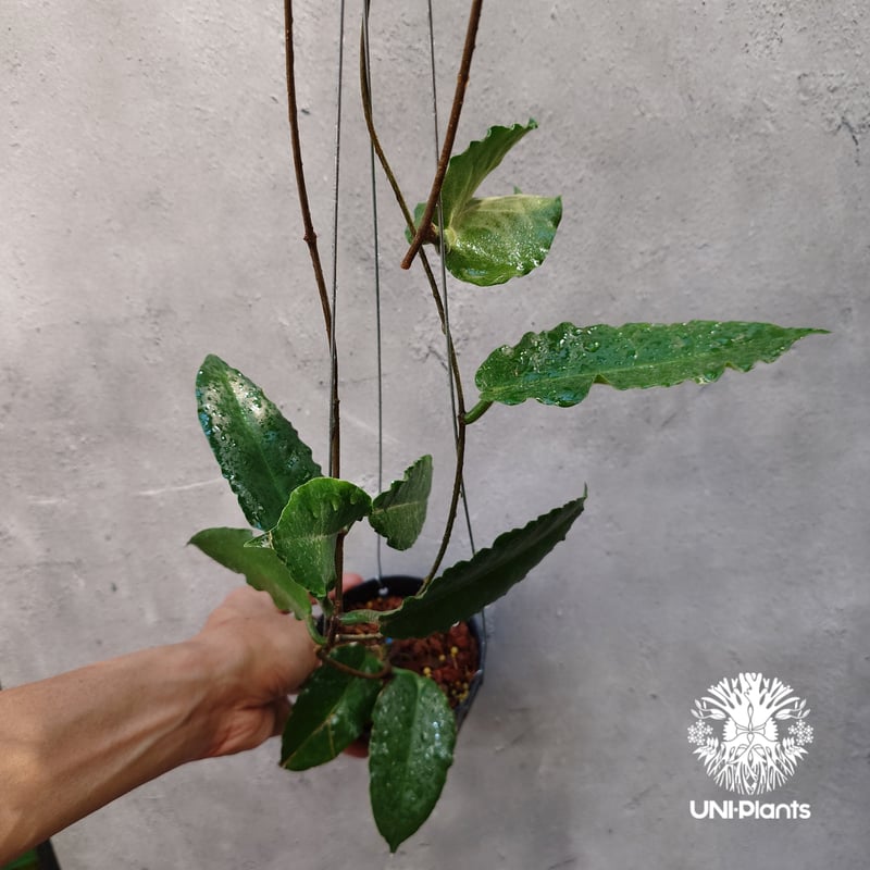 Hoya versteegii ホヤ植物 ホヤの花 希少な植物 Hoyaplants Hoya