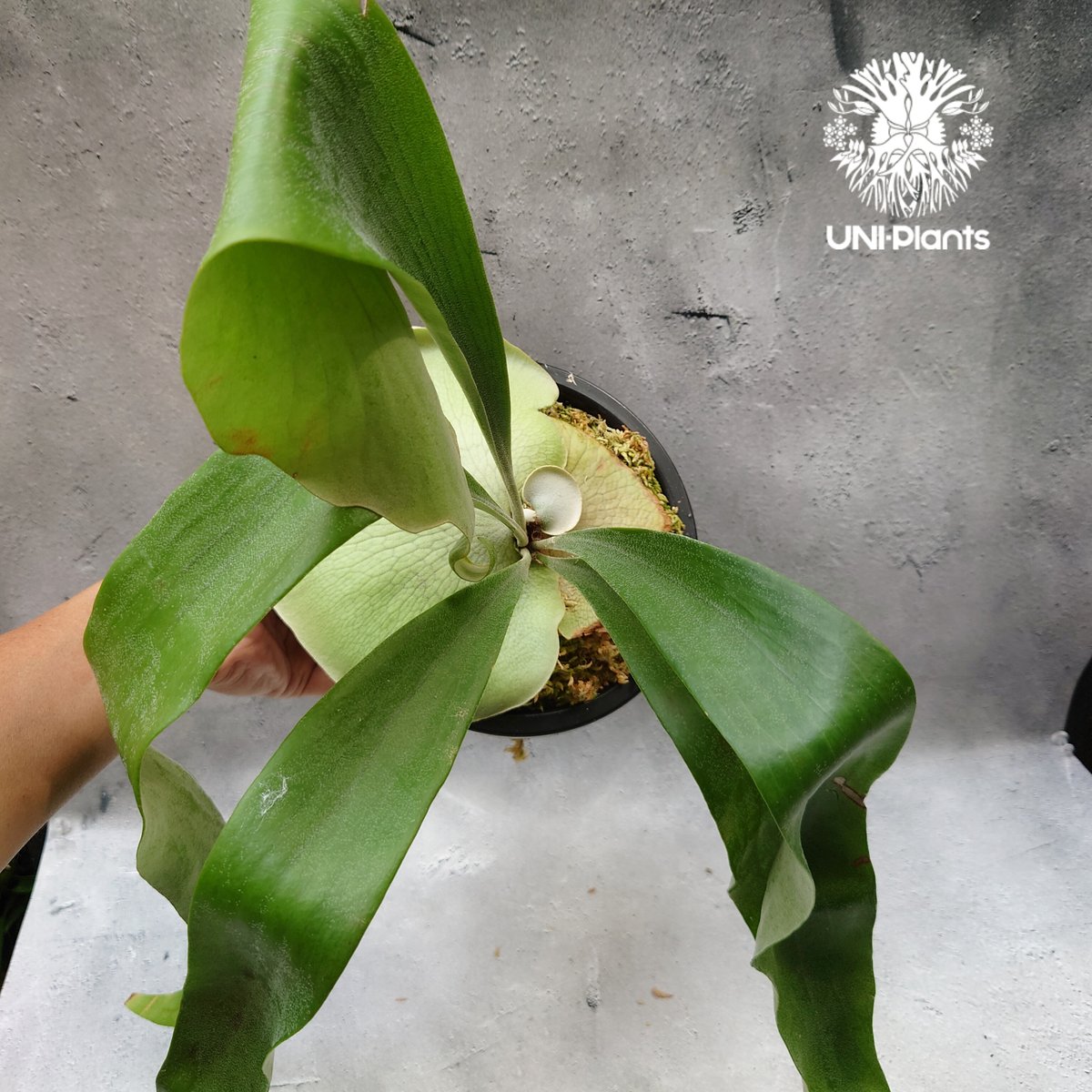 ビカクシダ HANABI ocpup② Platycerium Hanabi ビカクシダ コウモリラン platycerium sta