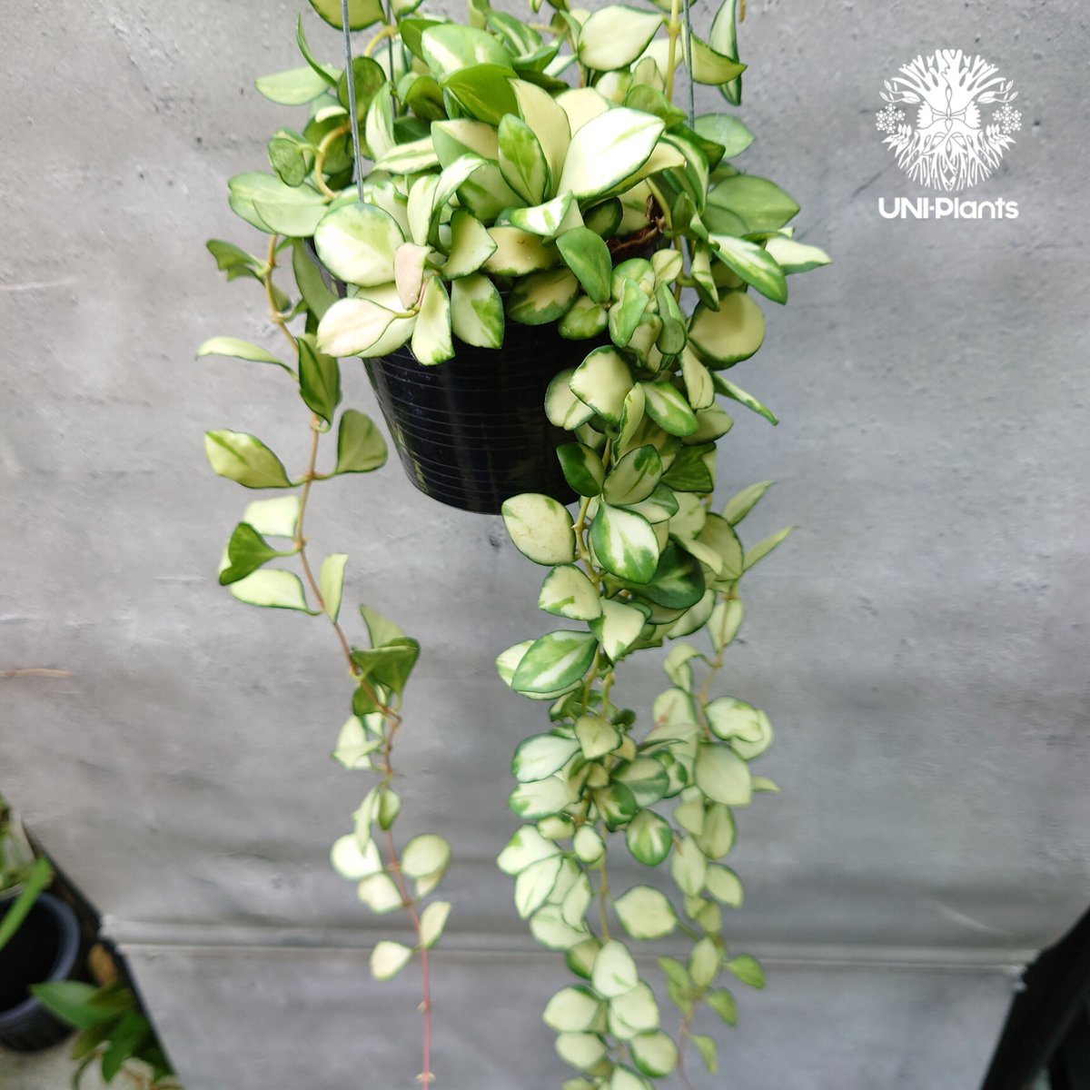 ホヤ ヘウスケリアナ バリエガータ Hoya Heuschkeliana