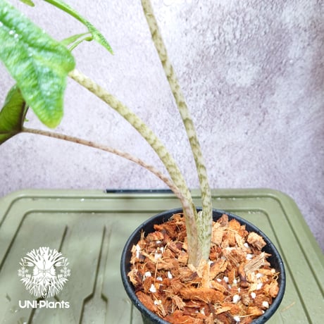Alocasia jacklyn アロカシア ジャクリン アロカシアジャックリン 観葉植物 珍奇植物  希少 珍しい インテリア植物 アロイド