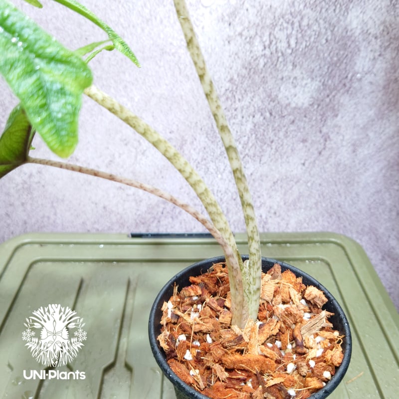 Alocasia jacklyn アロカシア ジャクリン アロカシアジャック Alocasia jacklyn アロカシア ジャクリン アロカシアジャック