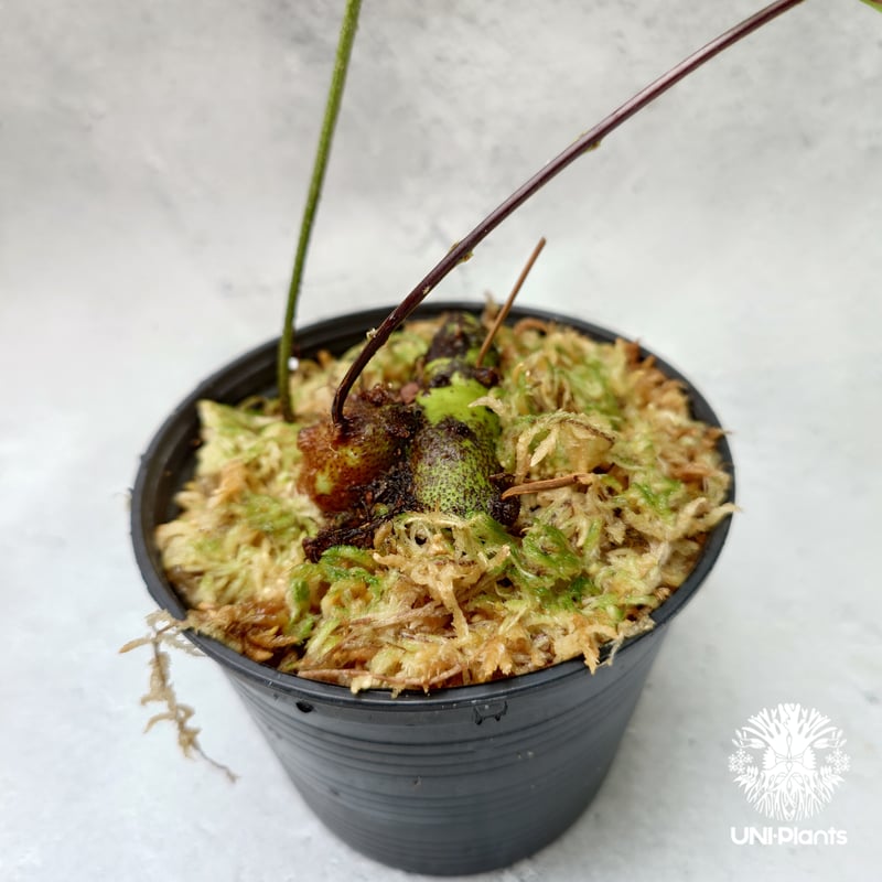 Drynaria rigidula `whitei' ドリナリア·リギデュラ'ホワイティ Drynaria rigidula `whitei' ドリナリア·リギデュラ'ホワイティ