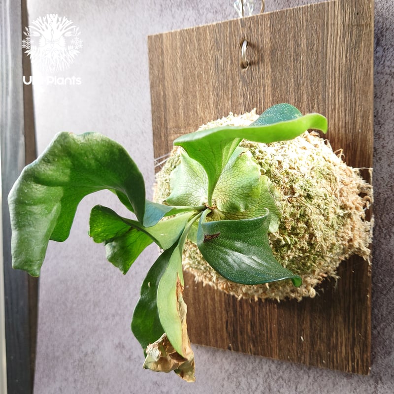 初入荷! ビカクシダ ヒリードラゴン Platycerium hillii cv