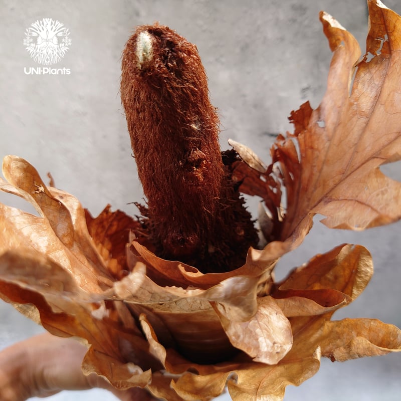 ドリナリアクエルシフォリア群生