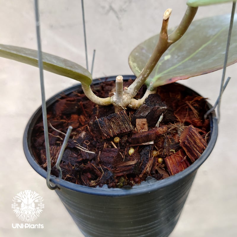 Hoya AH Black magic ホヤ AH ブラックマジック ホヤ植物 ホヤの花 希少