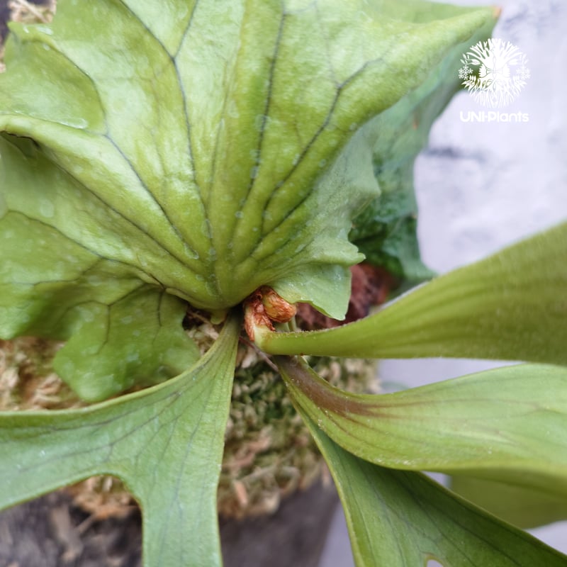 ビカクシダ コロナリウムフィリピネス 板付 Platycerium coronarium phils dwarf ビカクシダ コロナリウム