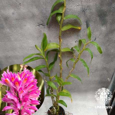 CATEGORY 着生ラン(Orchid) | UNI-Plants ビカクシダ、ホヤ植物、着