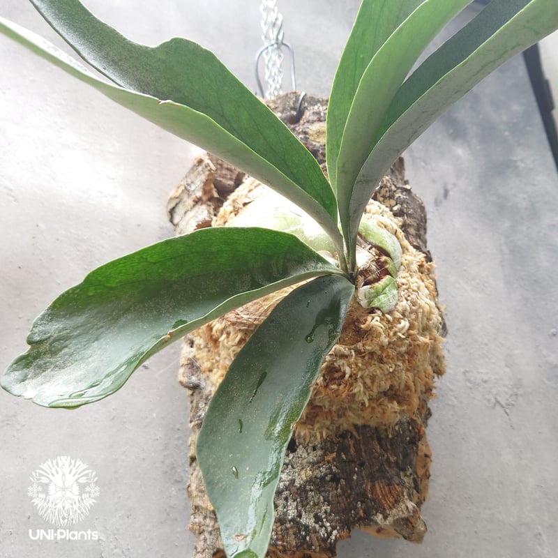 初入荷!ビカクシダ ベイチー シルバーフロンド Patycerium