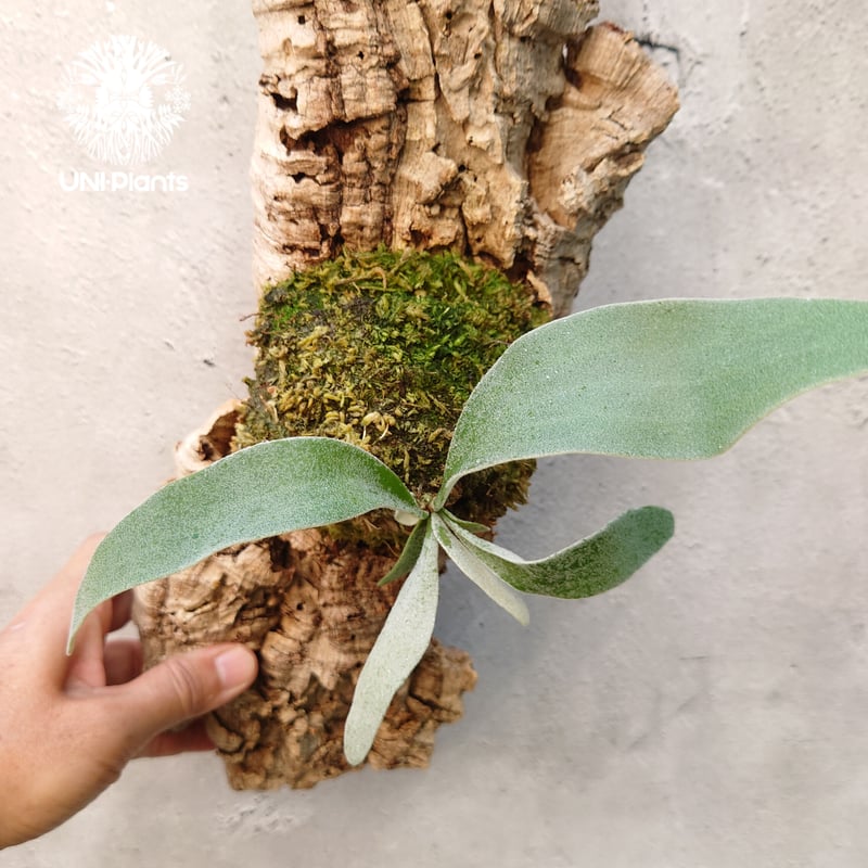 ビカクシダ ベイチー Patycerium veitchii コウモリラン ビカクシダ