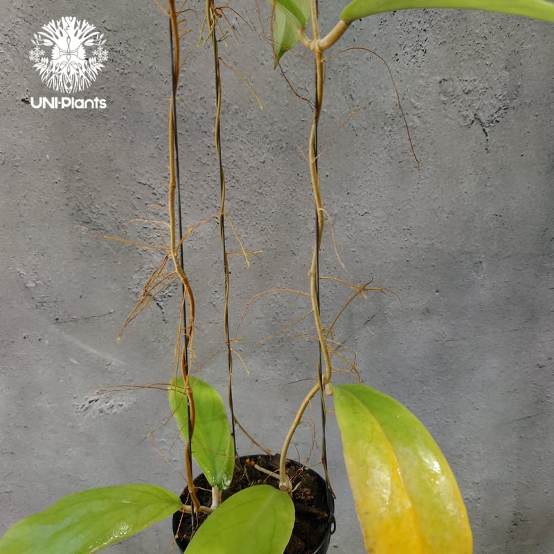 Hoya sp.Kast ホヤ sp. カスト ホヤ植物 ホヤの花 希少な植物