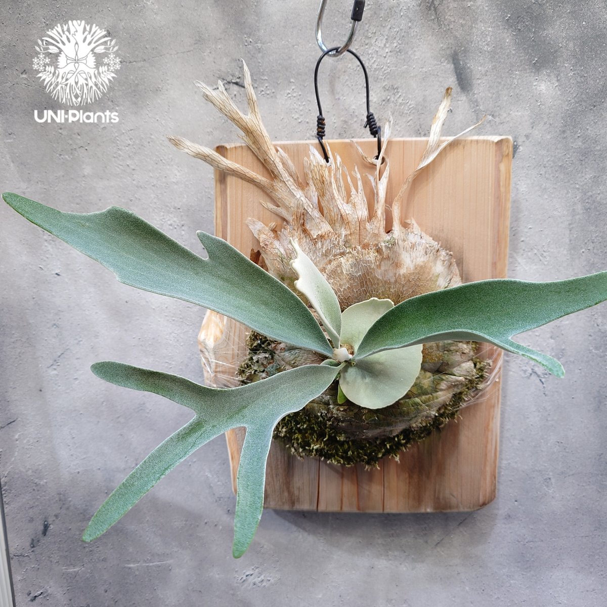 ビカクシダ ベイチー(子株) Platycerium veitchii(pup) コウモリラン