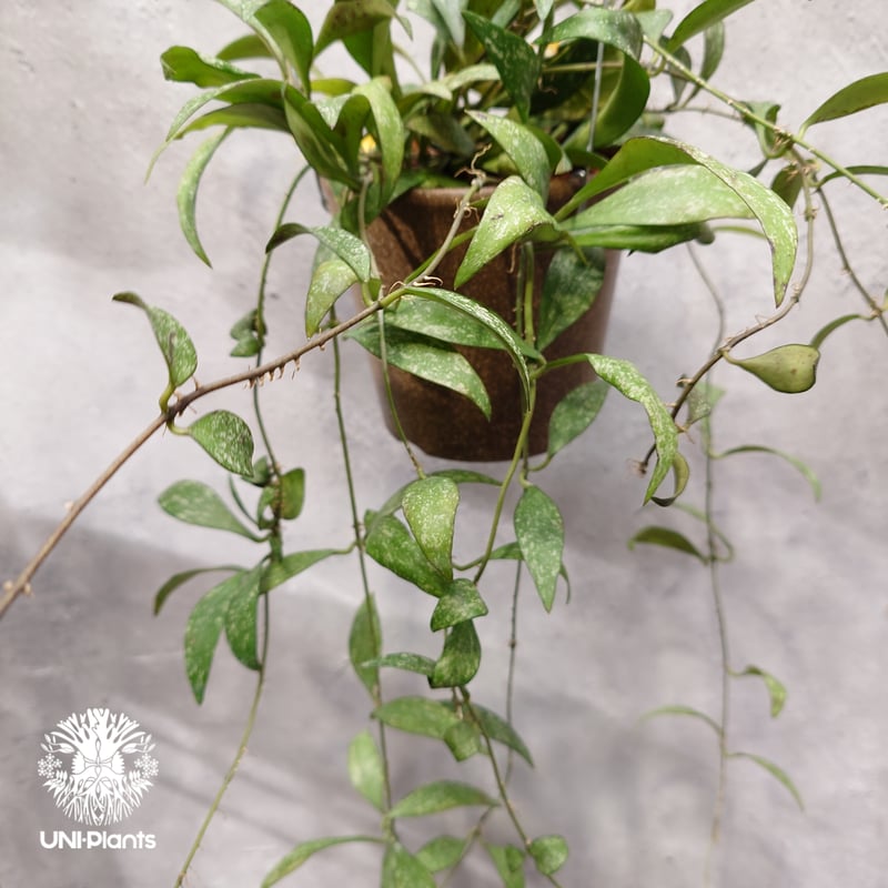 限定1株入荷 Hoya Parviflora splash ホヤ パルビフローラ スプラッシ