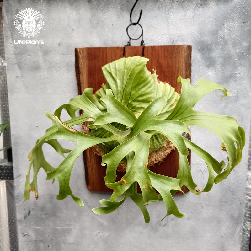 ビカクシダ P. ビカクシダ P. willinckii cotton cloud（oc）子株