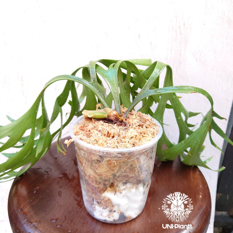 初入荷! ビカクシダ キッチャクード シンリーフ Platycerium mt.Kitshak