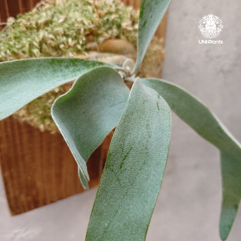 ユ*ノ様 ベイチー　ワイルドミックス　胞子培養 ユ*ノ様 ベイチー ワイルドミックス 胞子培養