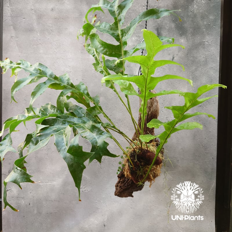Drynaria bonii wild ドリナリア·ボニー タイ産山採り株 流木仕立て