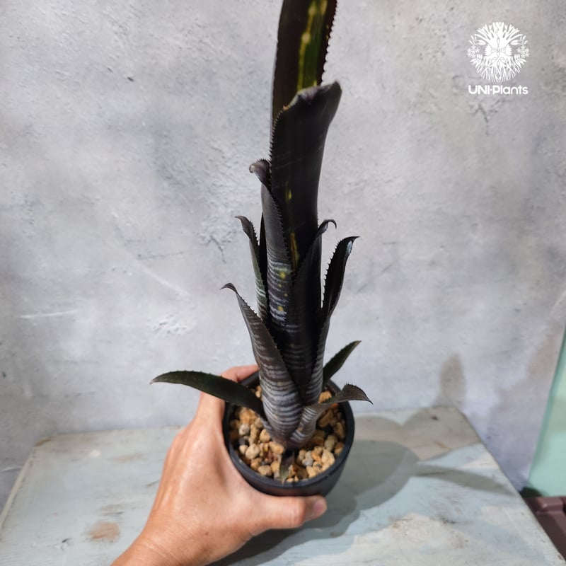 国内繁殖株・一点物】Billbergia Darth Vader ｜ビルベルギア