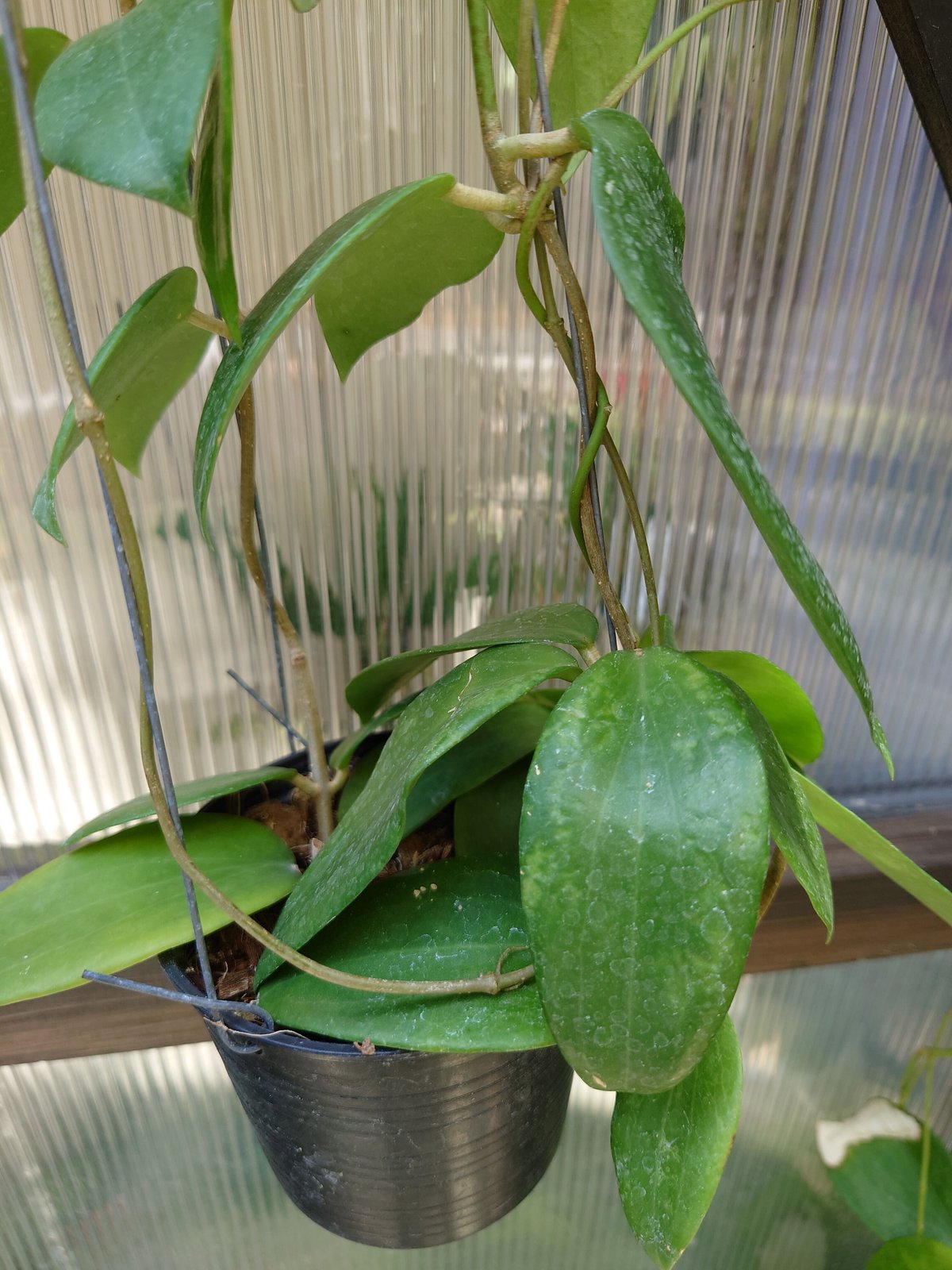 ホヤ アルドリッチ Hoya aldrichii ホヤ植物 サクララン 植物