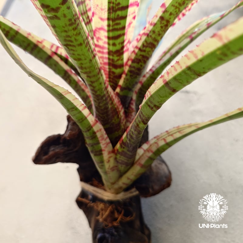 Neoregelia Wild Rabbit ネオレゲリア ワイルドラビット Neoregel