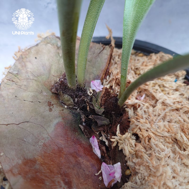 Platycerium alcicorne var.Madagascar ビカクシダ アルシコ