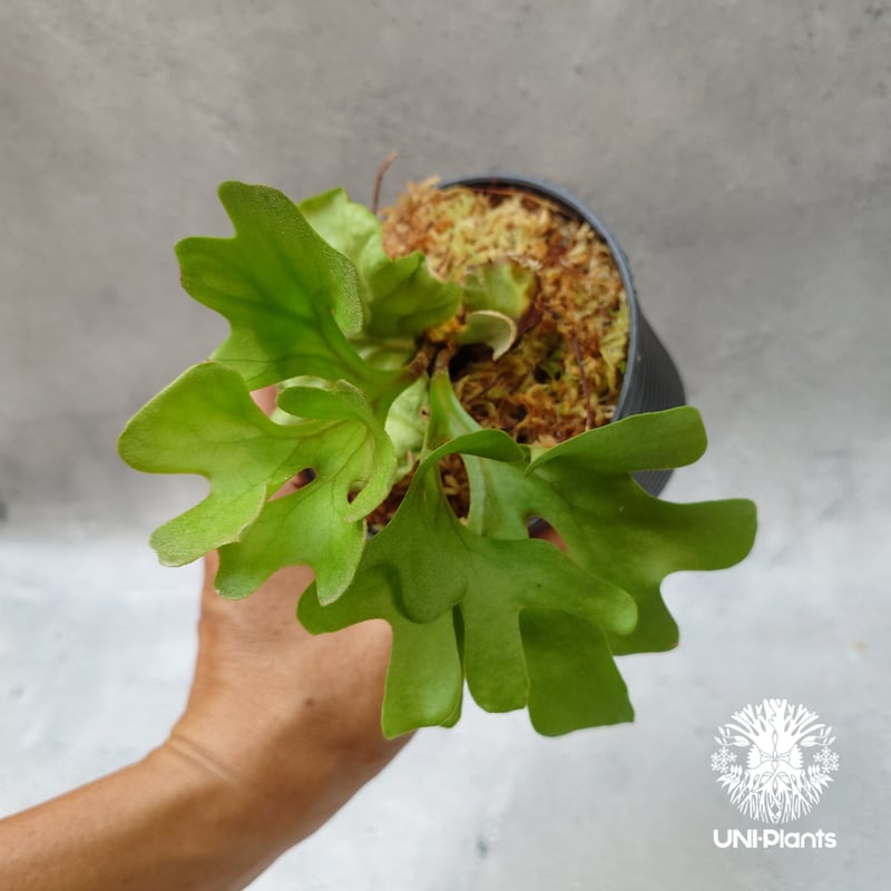 ビカクシダ リドレイ ドワーフ Platycerium ridleyi Dwarf コウモリ
