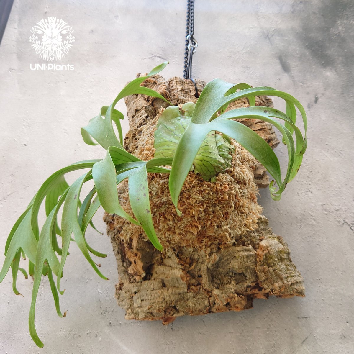 【yoi】ビカクシダ　コロナリウム〔wihte〕コルク付け2 yoi】ビカクシダ コロナリウム〔wihte〕コルク付け2 ビカクシダ