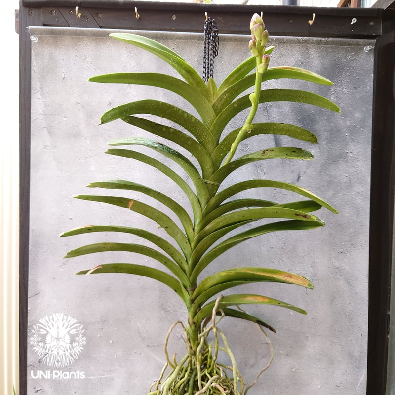 開花間近 バンダ 洋蘭 Vanda orchid 大株 ラン 蘭 花が綺麗な洋