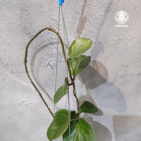【タイ直輸入・希少】Hoya SS 7-21 ( kerrii x erythrina )｜ホヤ SS 7-21 ( ホヤ カーリー × ホヤ エリスリナ )｜珍品・ホヤ植物・つる性植物