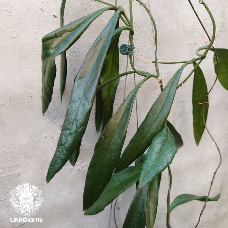 0903＊ホヤ ＊ Hoya ＊ スラウェシアナ ＊アルボマージナータ＊外斑入＊ Hoya sulawesiana ホヤ スラウェシアナ 希少なホヤ植物 限定入荷