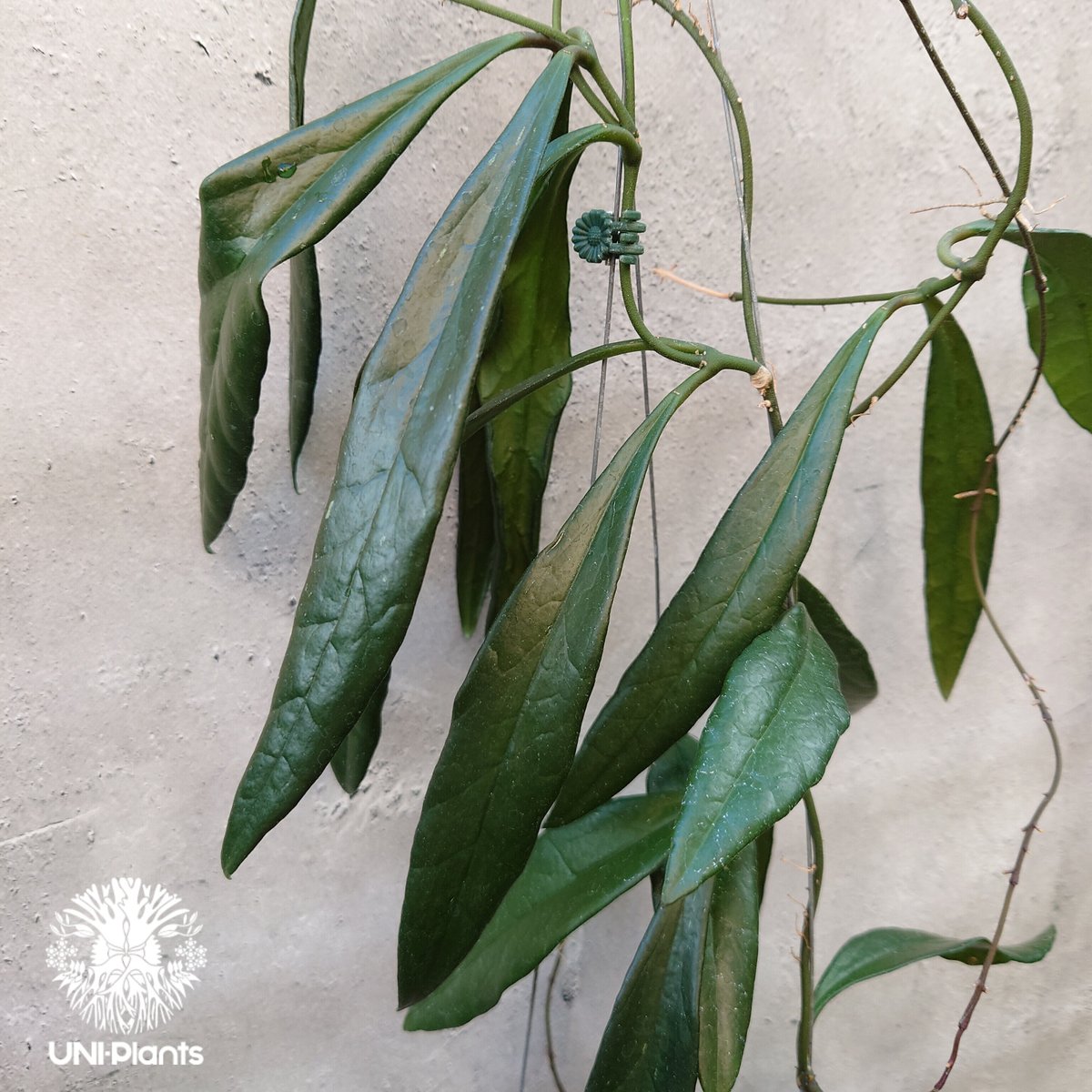 Hoya Sulawesiana ホヤ スラウェシアナ ホヤ植物 Hoya plants 珍し