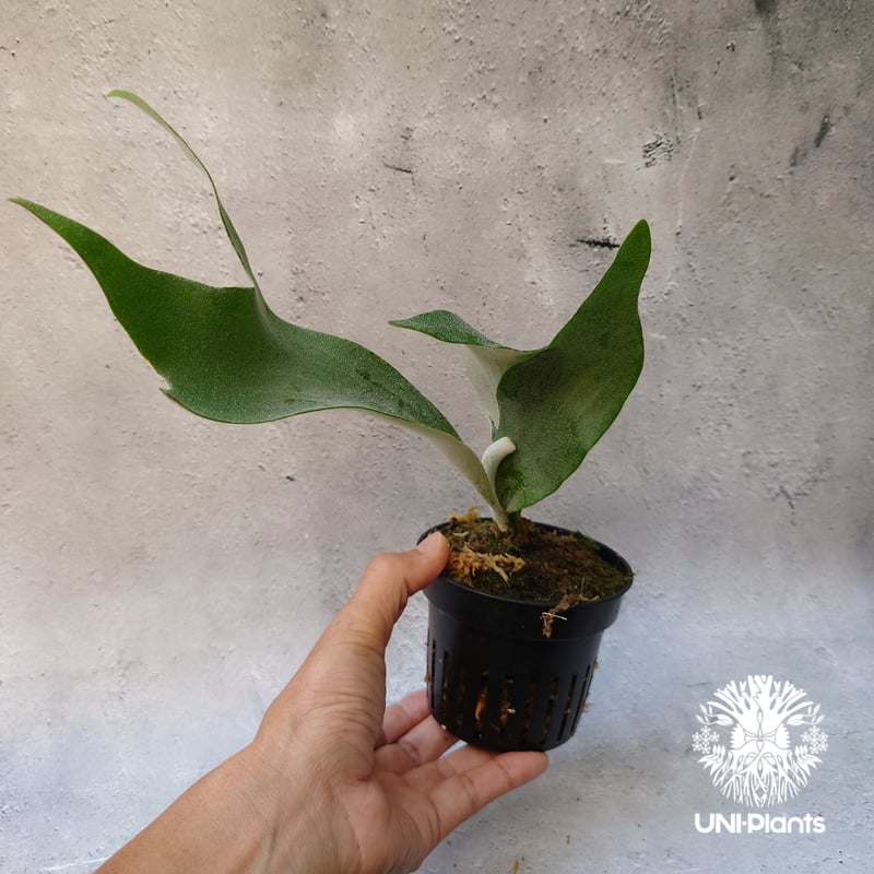 Platycerium willinckii cv Pedro Tatsuta (TC) ビカ Platycerium willinckii cv Pedro Tatsuta (TC) ビカ