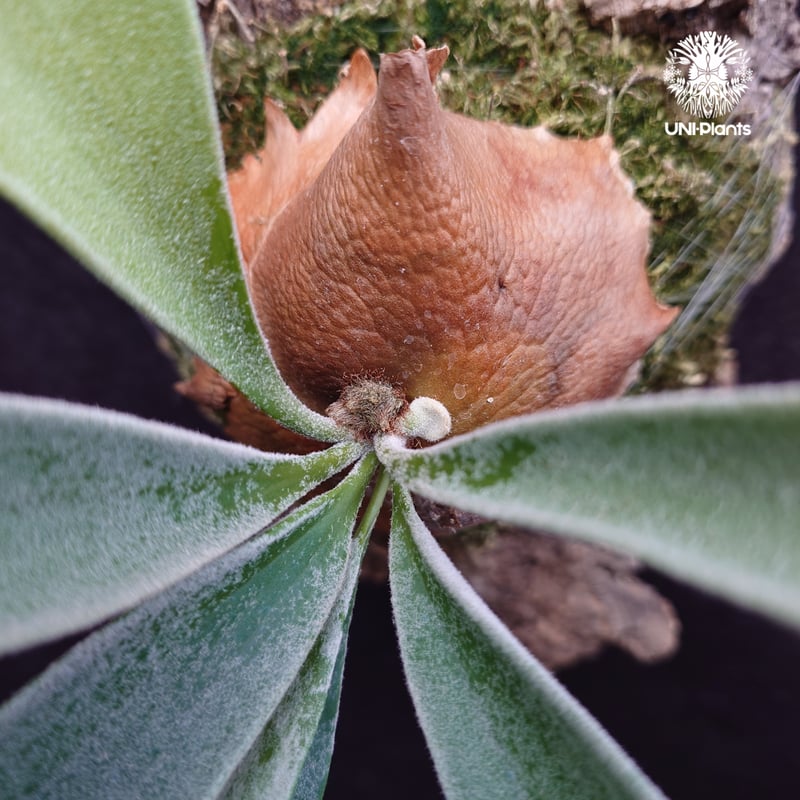 ビカクシダ ベイチー(子株) Platycerium veitchii(pup) コウモリラン