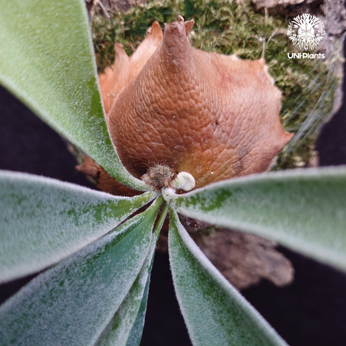 ビカクシダ ベイチー(子株) Platycerium veitchii(pup) コウモリラン