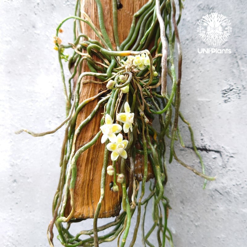 キロスキスタ　ビリディフラバ　着生蘭 キロスキスタ ビリディフラバ ♡ 着生植物 珍しい 着生蘭 着生ラン