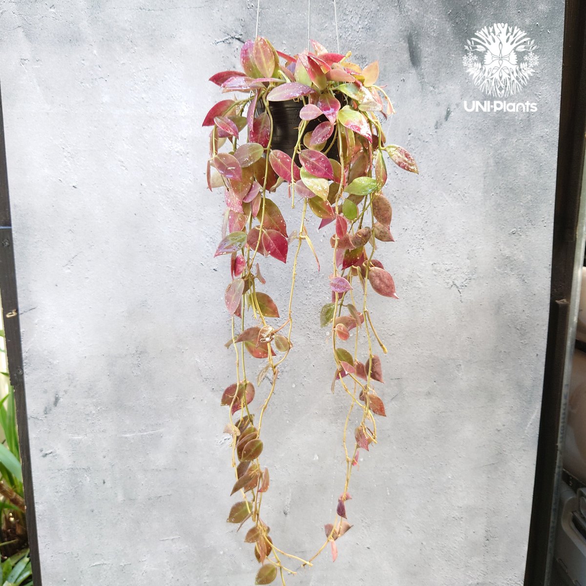 初入荷 Hoya walliniana ut152 ホヤワリニアーナ ホヤ植物 植物 初入荷 Hoya walliniana ut152 ホヤワリニアーナ ホヤ植物 植物