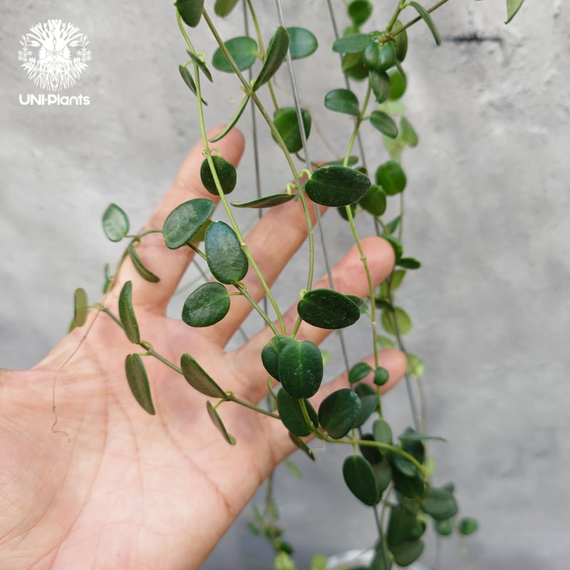 限定1株入荷 Hoya Pulleana ホヤプレナ ホヤ植物 ホヤの花 Hoya plant