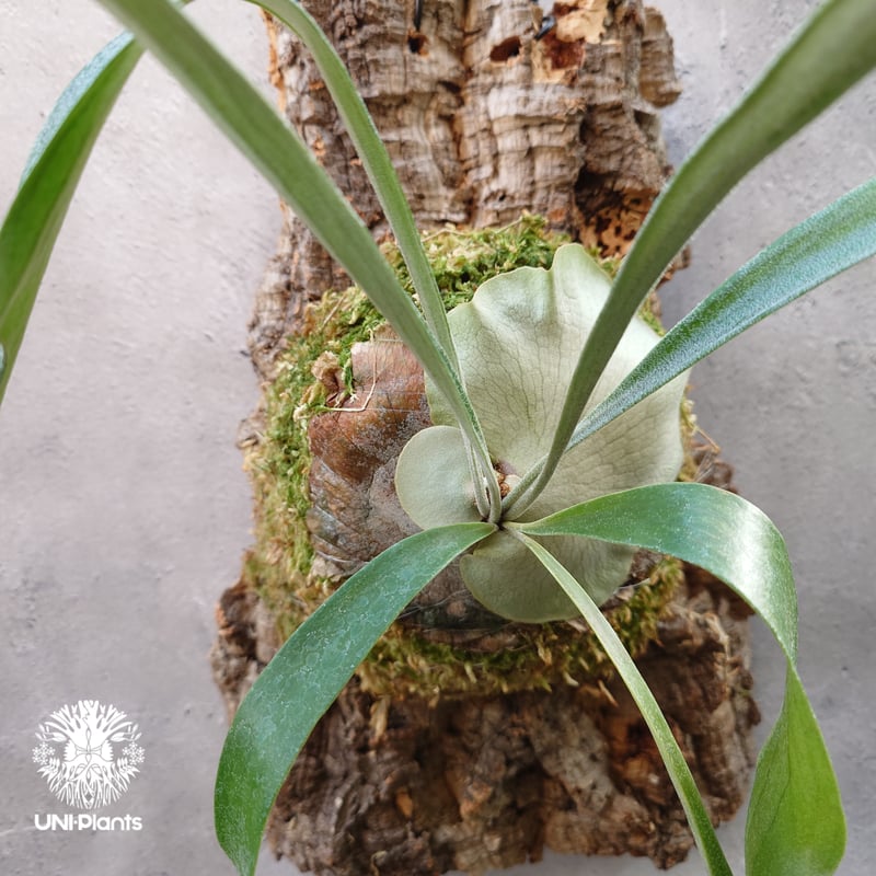 【くれぽ】ビカクシダ Platycerium Blue vista ビカクシダブルービスタ ビカクシダウィ