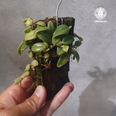 【タイ直輸入・着生ラン】Bulbophyllum cambodianum |  バルボフィラム　カンボジアナム |  Orchid｜着生ラン｜着生蘭