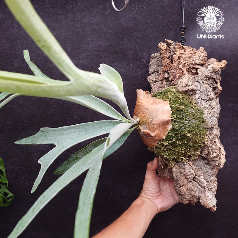 P. veitchii cv.morata 子株(PUP) ビカクシダ P.veitchii cv.morata】ビカクシダ子株 【公式通販】