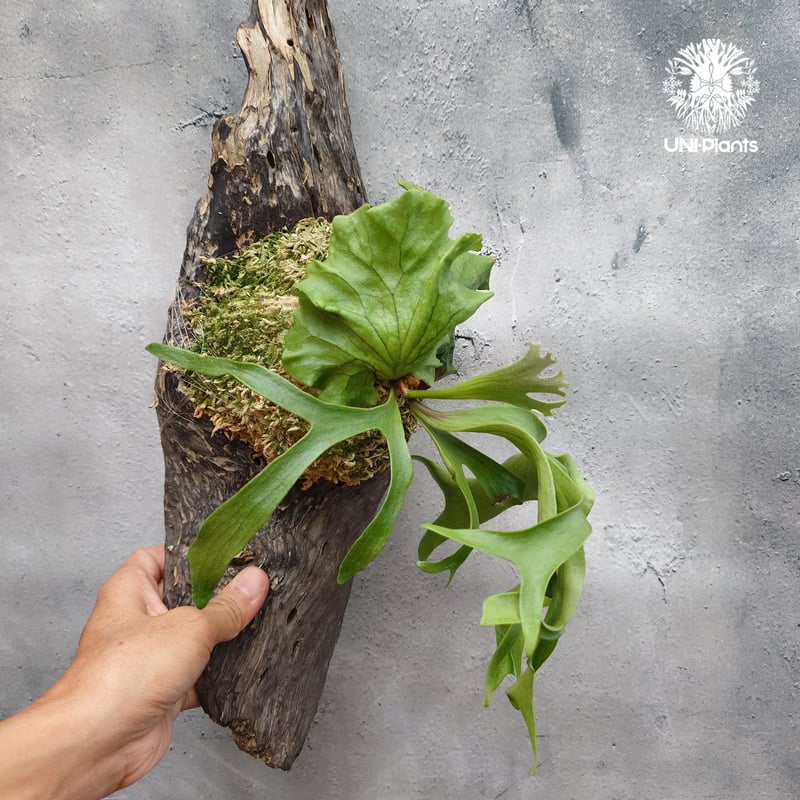 ビカクシダ コロナリウム フィリピネスフォーム Platycerium coronarium