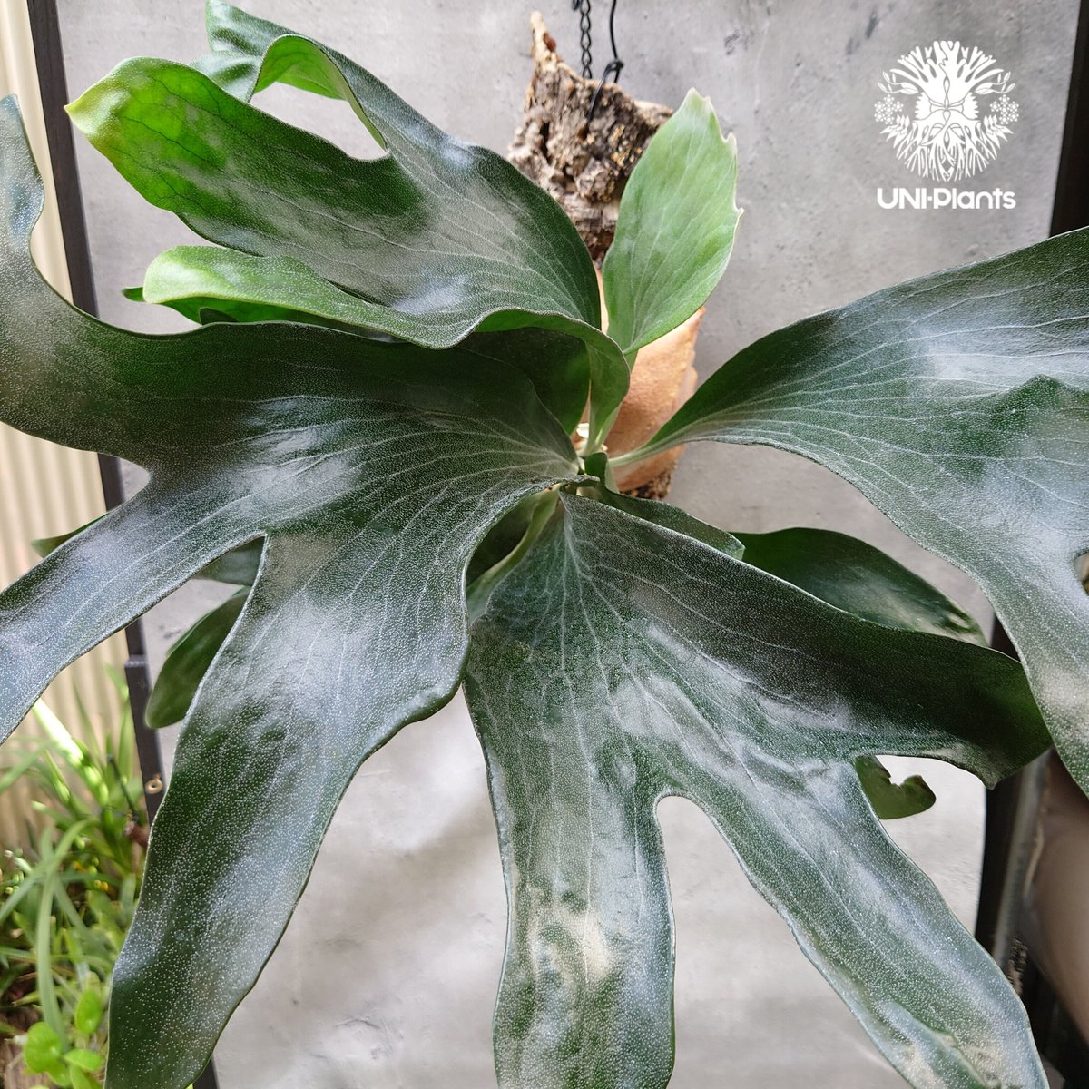 P.hillii cv.Dragon【ビカクシダ ヒリードラゴン】コルク板付け P