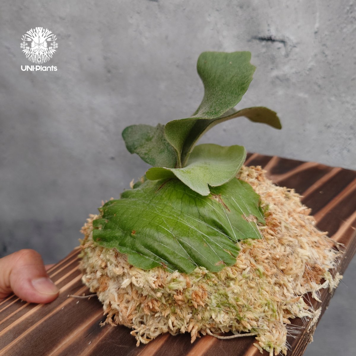 すーです。 Mt,Lewis x Willincki ビカクシダ ウィリンキー