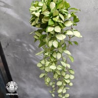 【タイ直輸入・希少】ホヤ ヘウスケリアナ バリエガータ｜珍品・着生植物・つる性植物｜Hoya Heuschkeliana variegata
